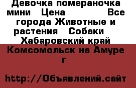 Девочка помераночка мини › Цена ­ 50 000 - Все города Животные и растения » Собаки   . Хабаровский край,Комсомольск-на-Амуре г.
